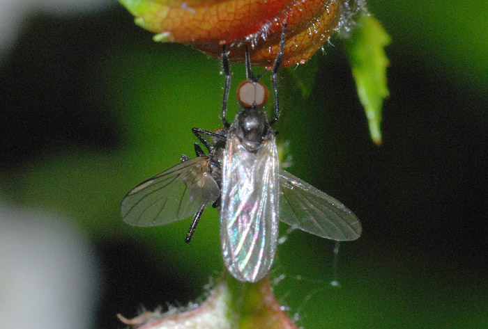 Appetiti...sessuali: Empis tessellata